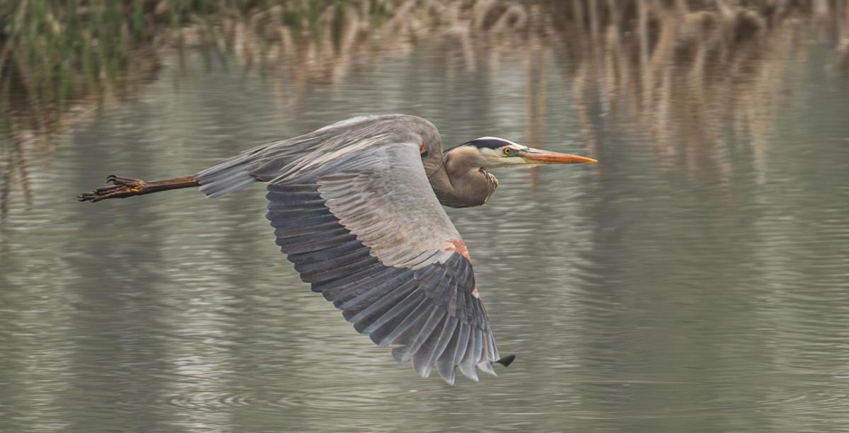 Great Blue Heron