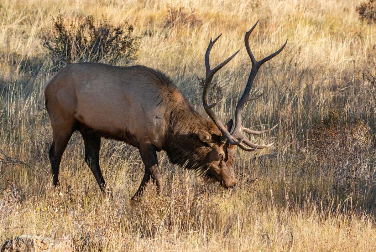 Rocky Mountain Elk