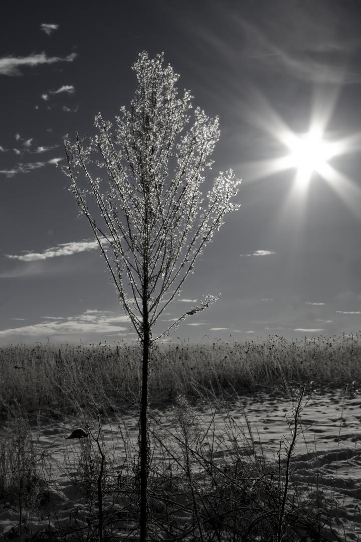 Competition entry: Meadow