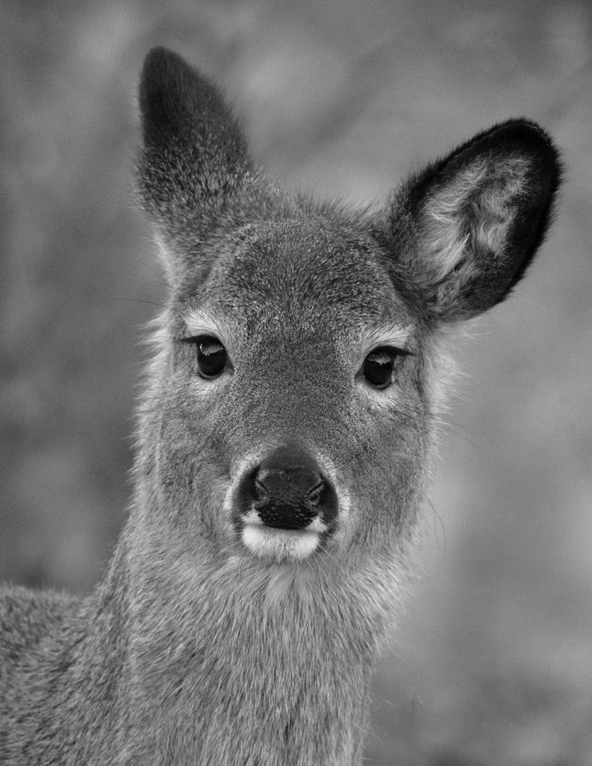 Competition entry: Oh Deer!