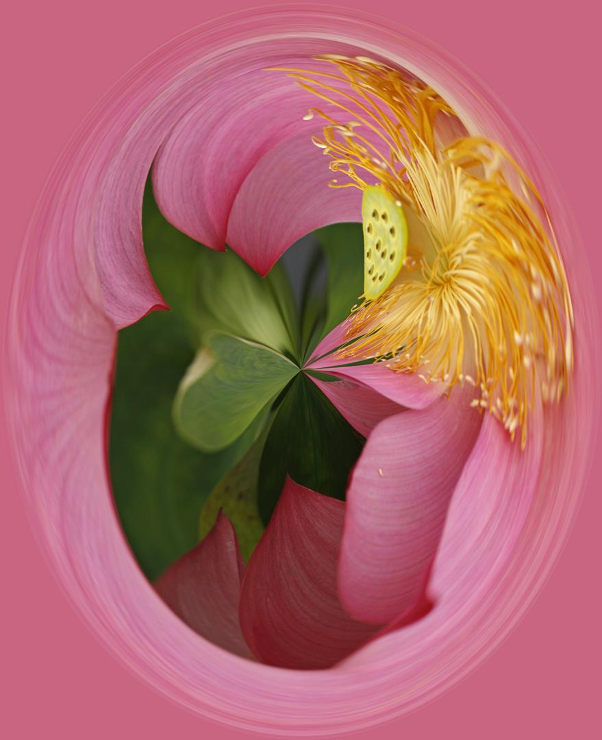 Competition entry: Olbrich Garden's Water Lily 