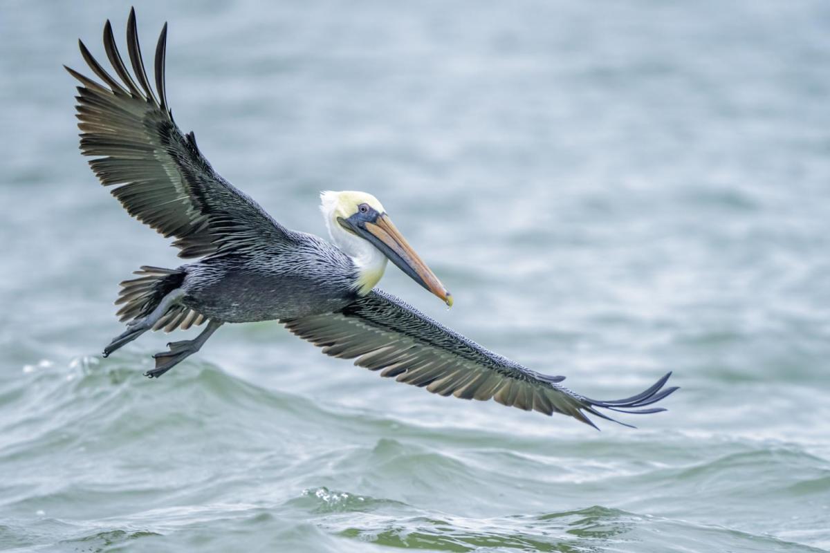 Brown pelican soaring over the water near Rockport, Texax