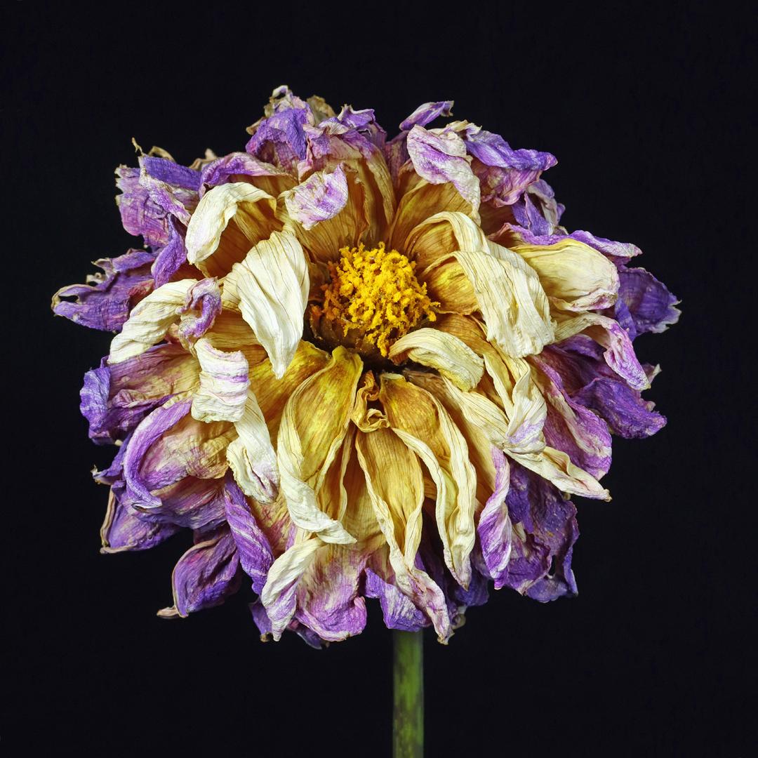 Competition entry: Withering Away