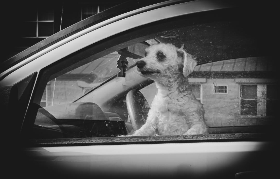 Competition entry: angry dog