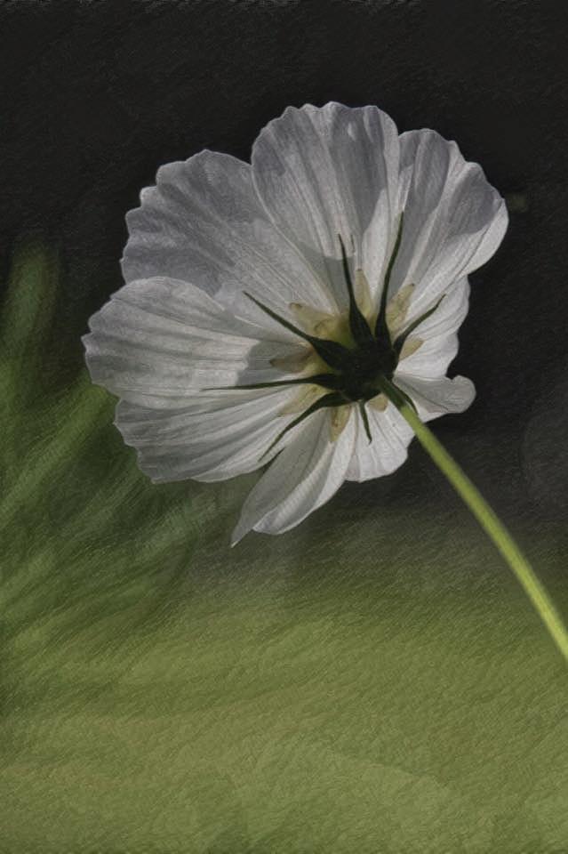 Competition entry: Wild in White