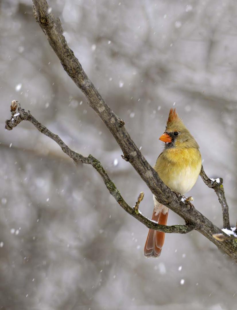 Competition entry: Avian Diva