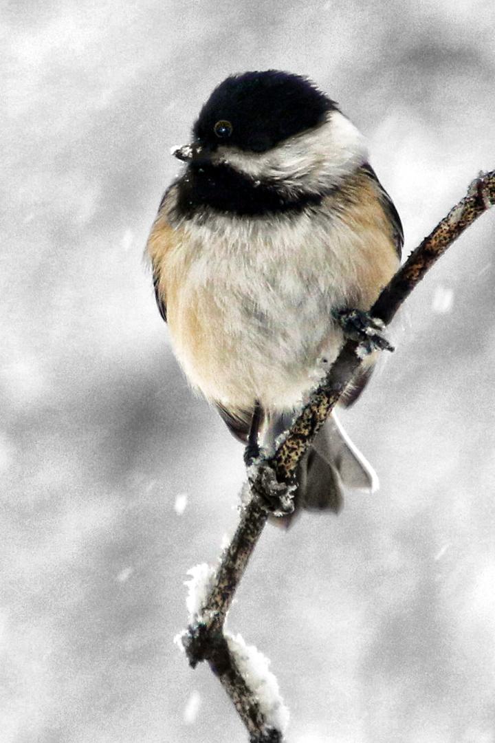 Competition entry: Chickadee in Snowstorm