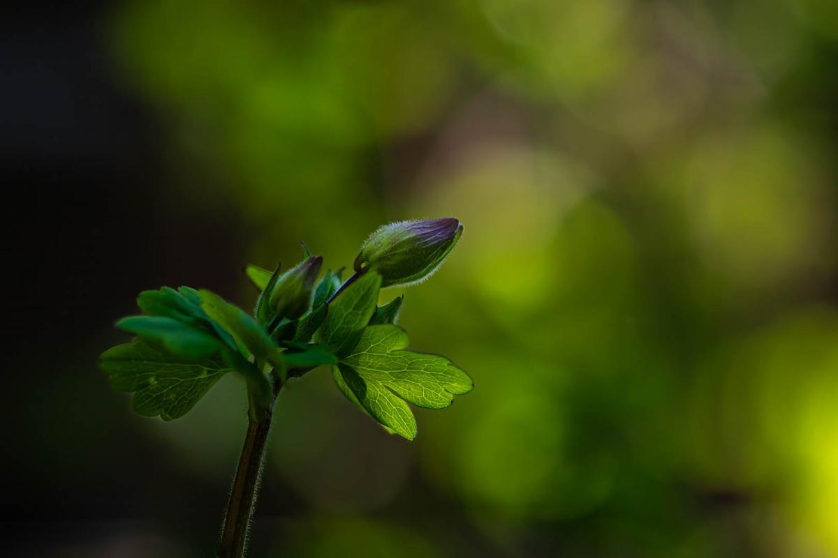 Competition entry: Finally Spring