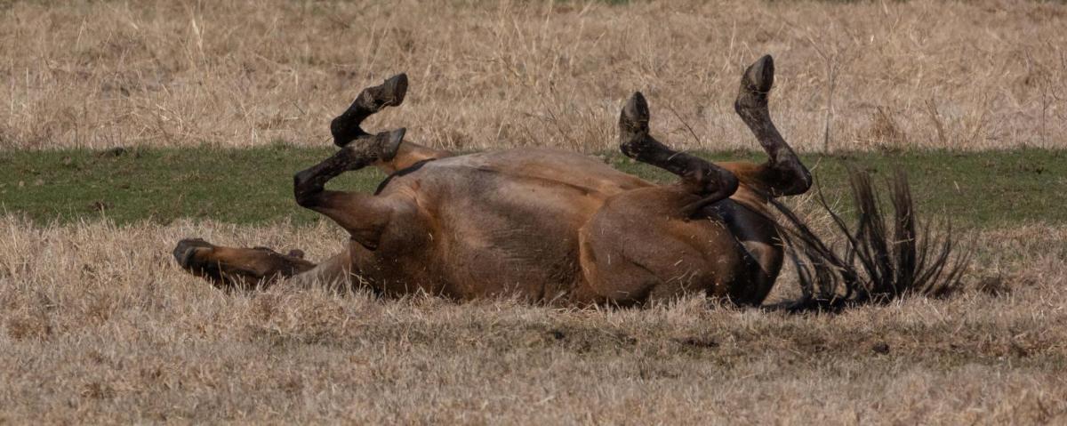 Horse rolling