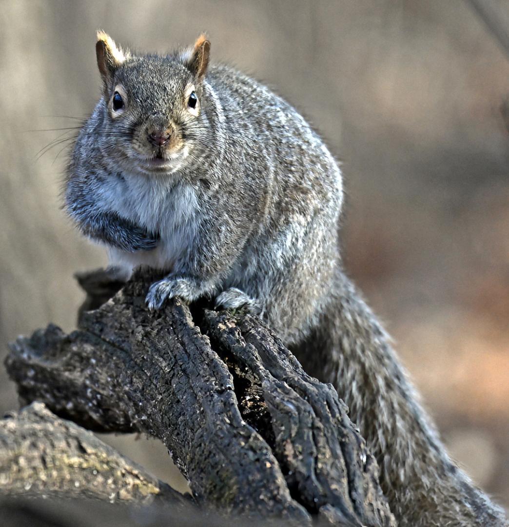 Competition entry: You Talkin to me?