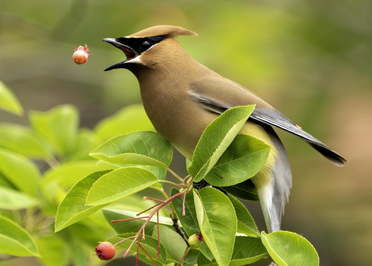 Competition entry: Berry toss