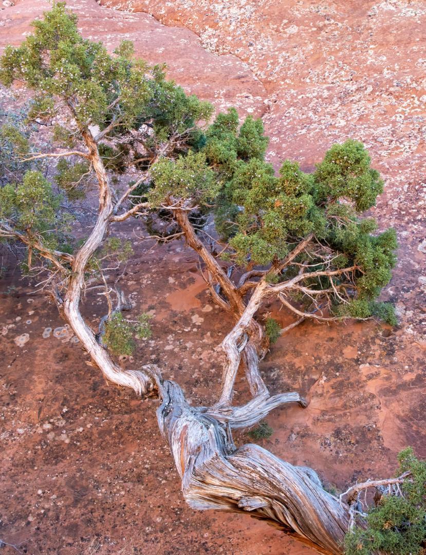 Competition entry: Old Utah Juniper