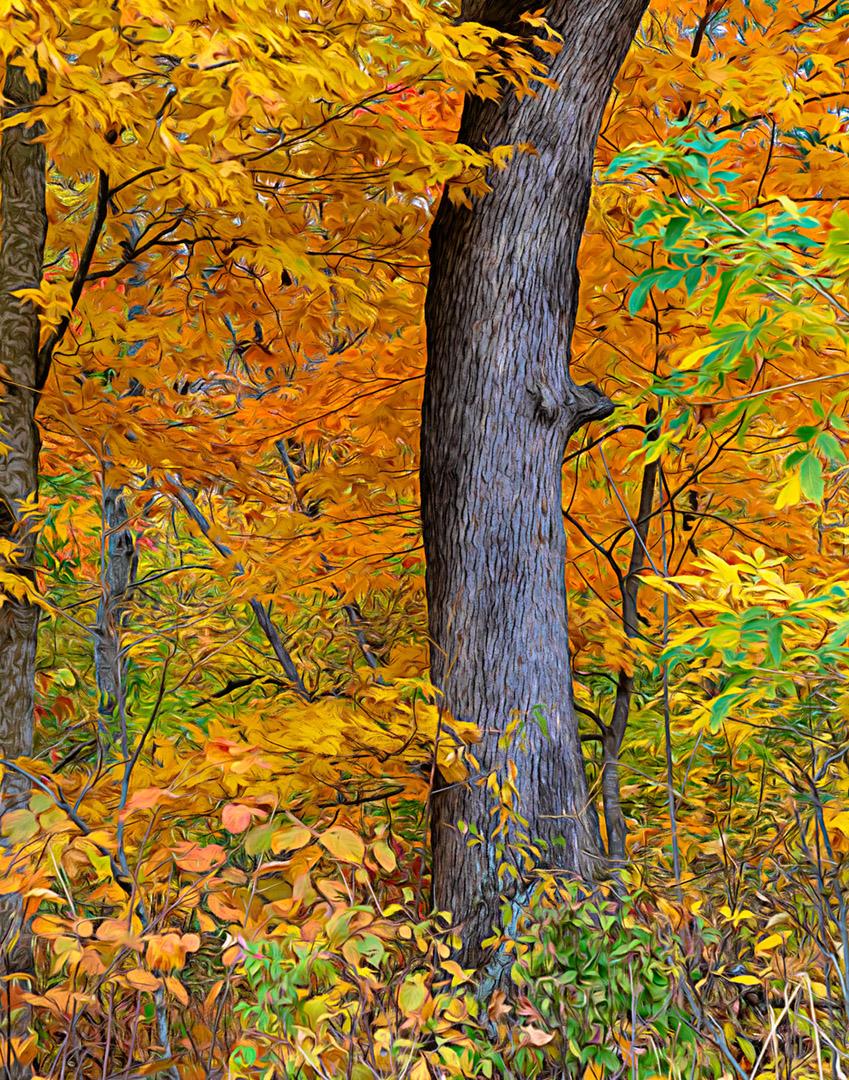 Competition entry: Tree in Fall