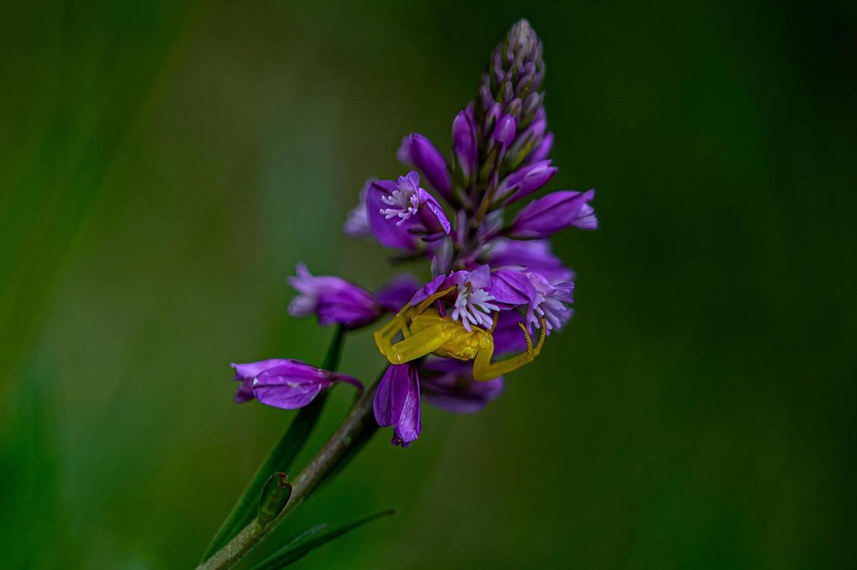 Competition entry: Waiting for Lunch