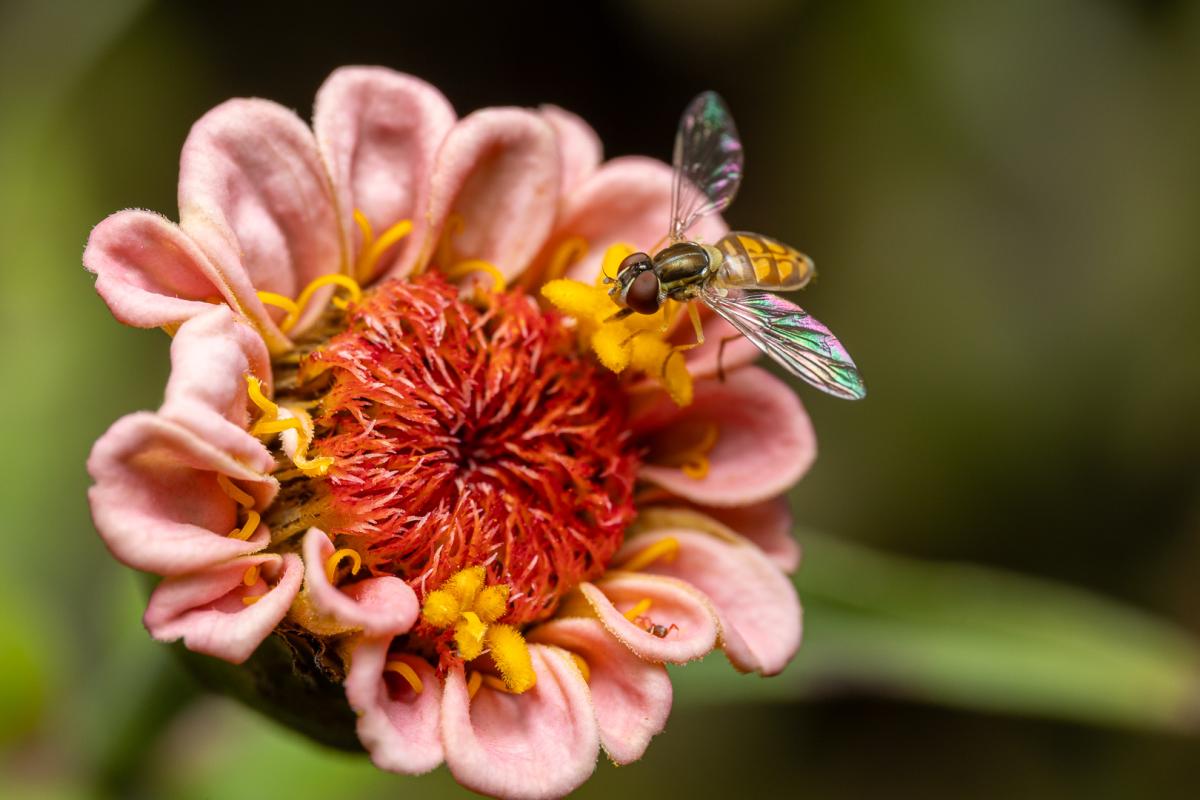 Bee with rainbow wings on a pink zinnia