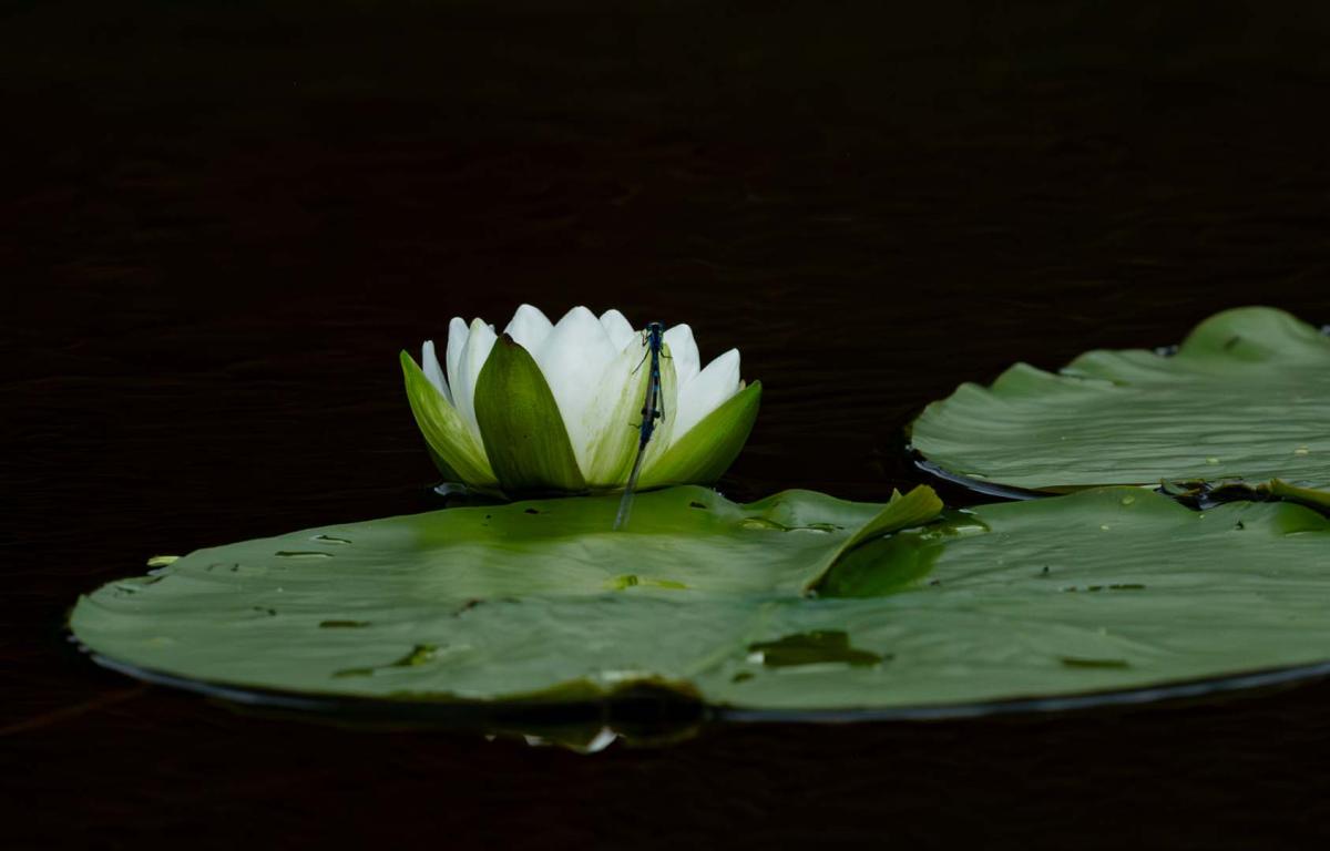 Competition entry: Dinner for Two