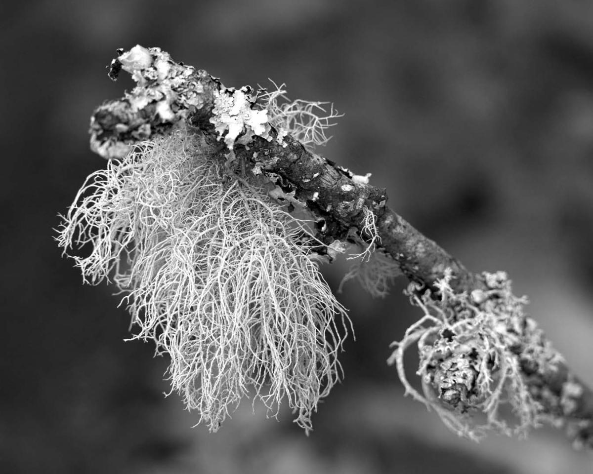 Competition entry: Lichen