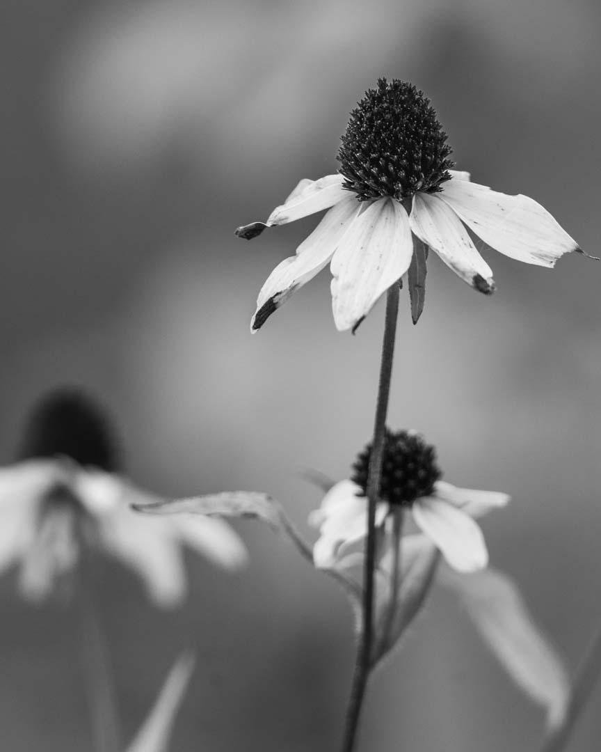 Competition entry: Waning Glory