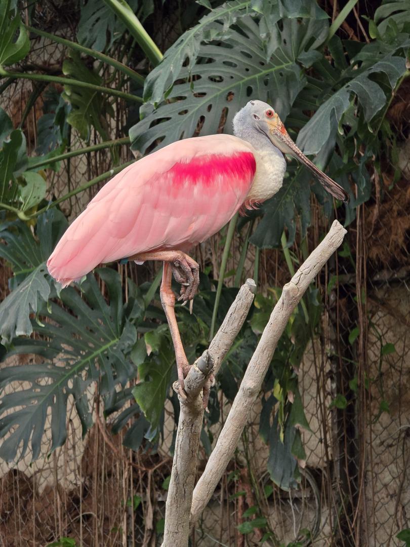 Competition entry: Roseate Spoonbill