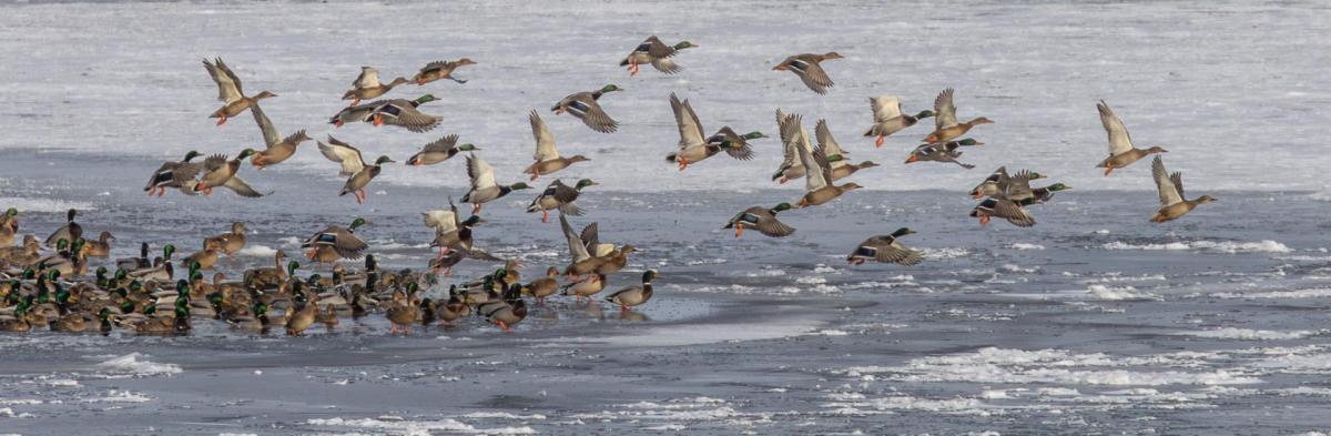 Ducks flying