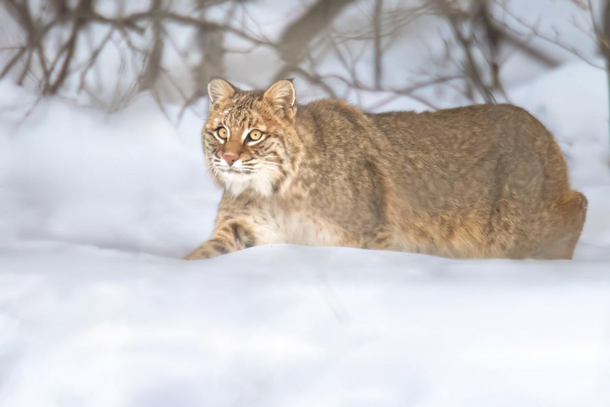 Competition entry: Bob Cat Northern Minnesota 