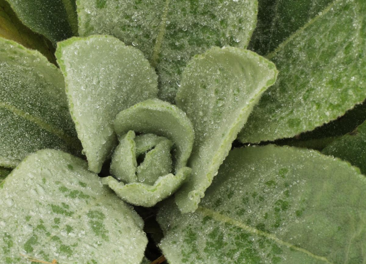 Competition entry: Dew on Wild Tobacco