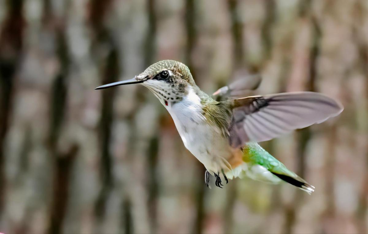 Competition entry: Flight of the Hummer