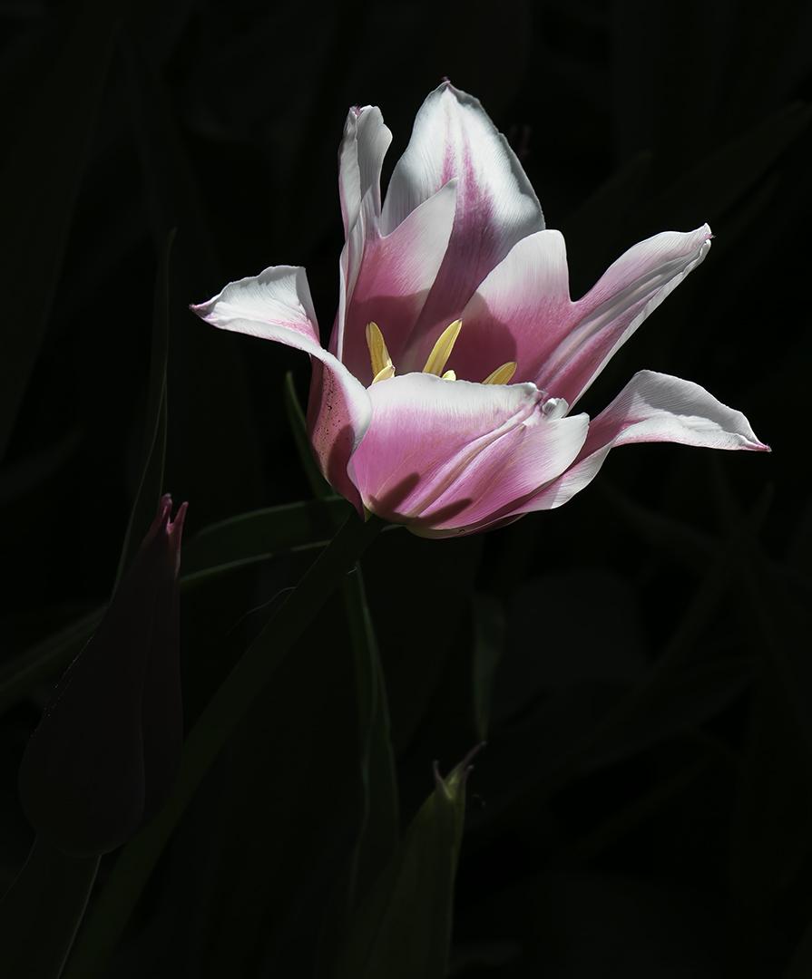 Competition entry: Claudia Tulip