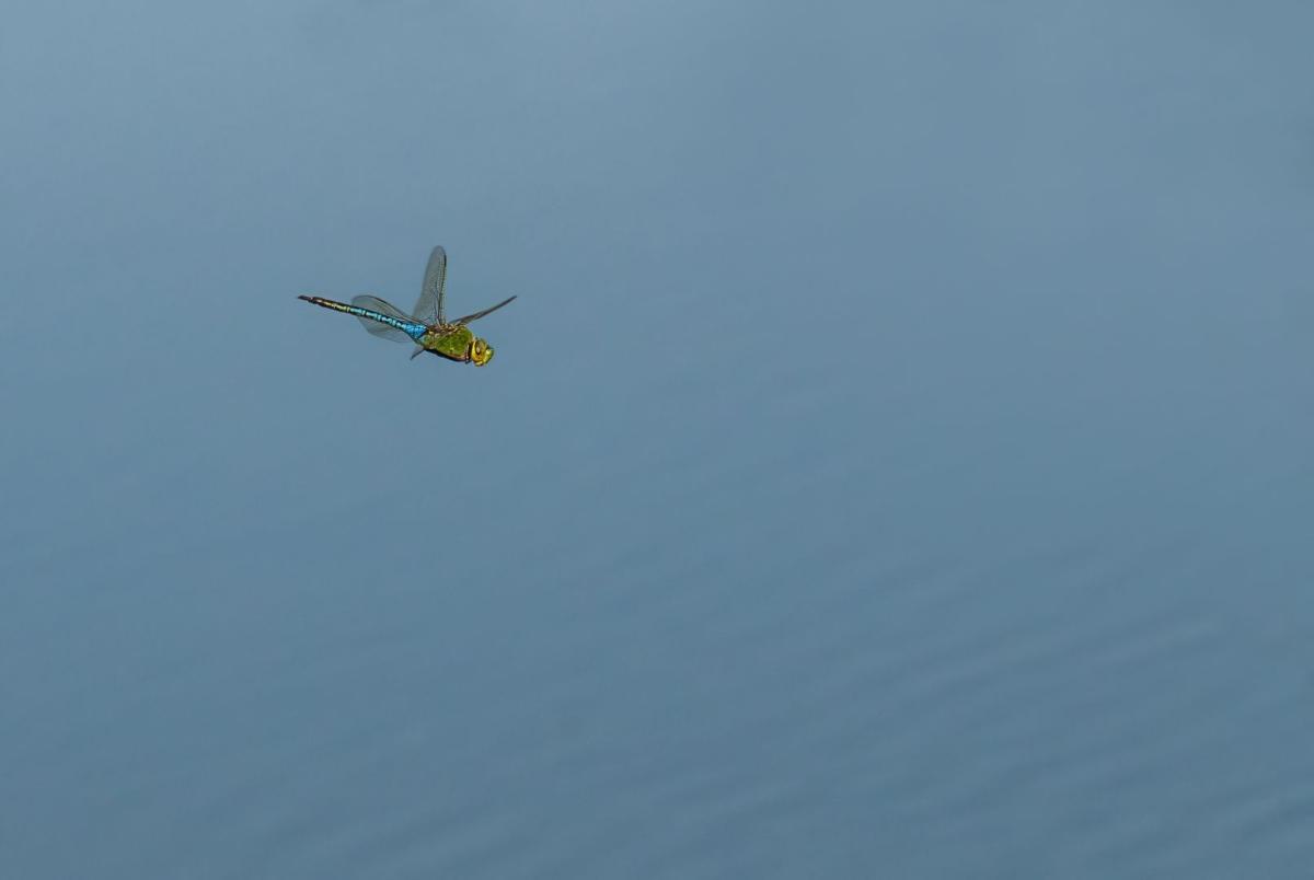 Competition entry: Dragonfly Flying Over Water