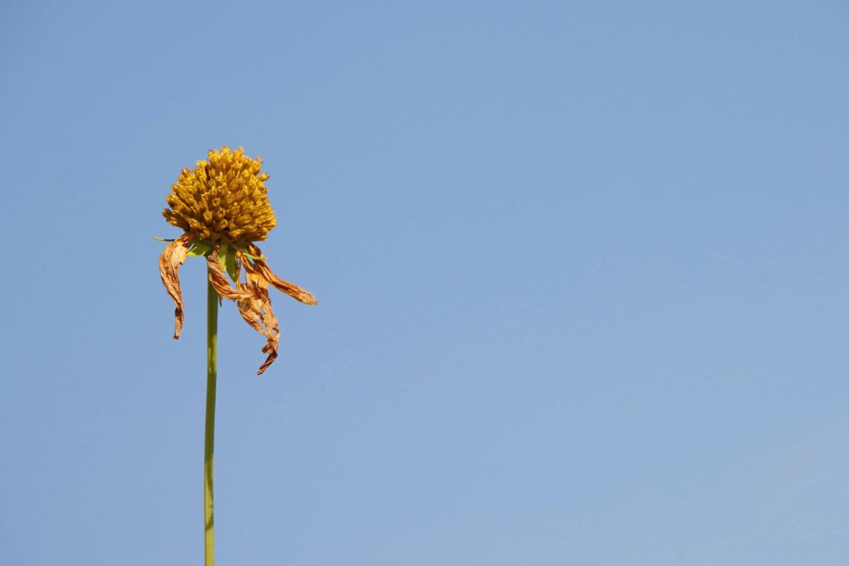 Competition entry: Dried Flower