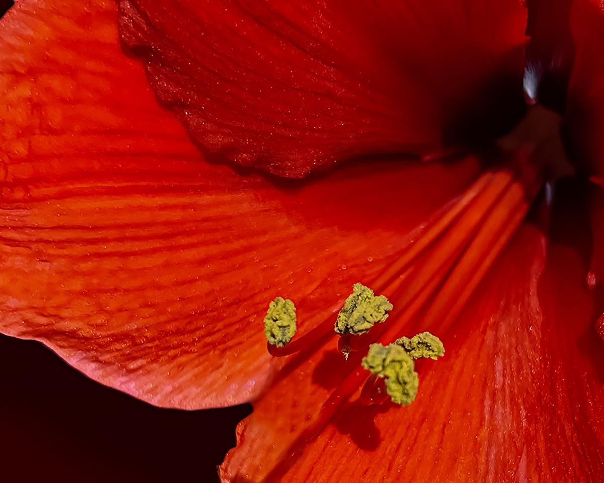 Competition entry: Point of the Poinsettia 