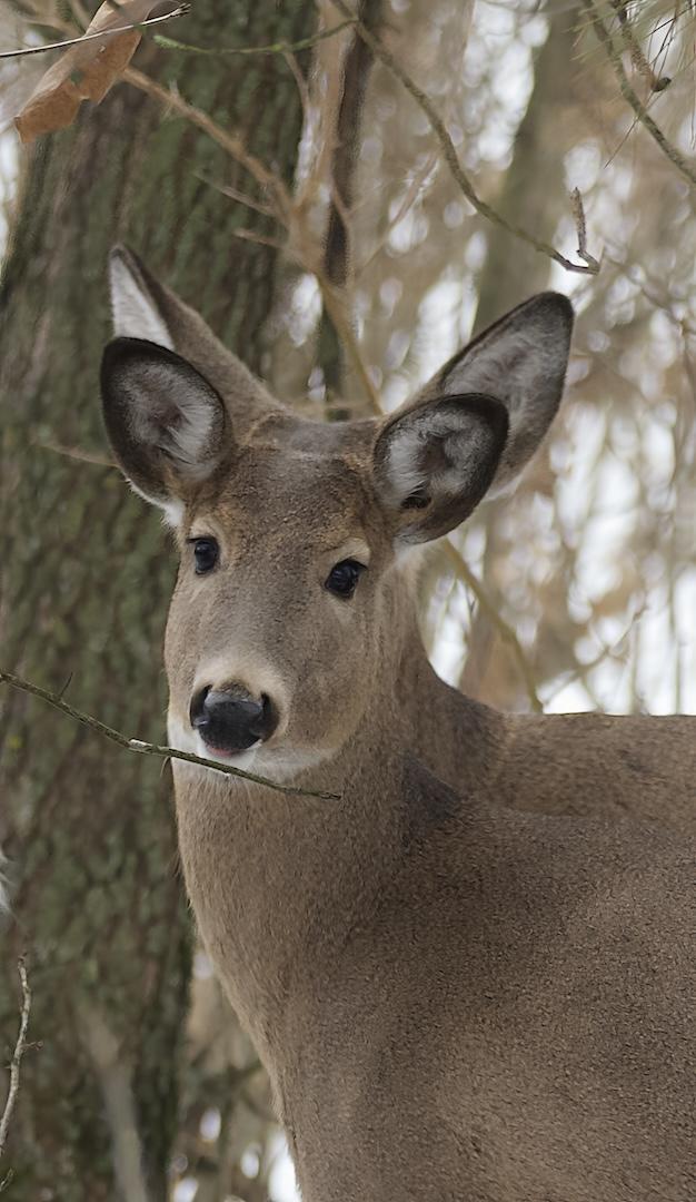 Competition entry: ALL Ears