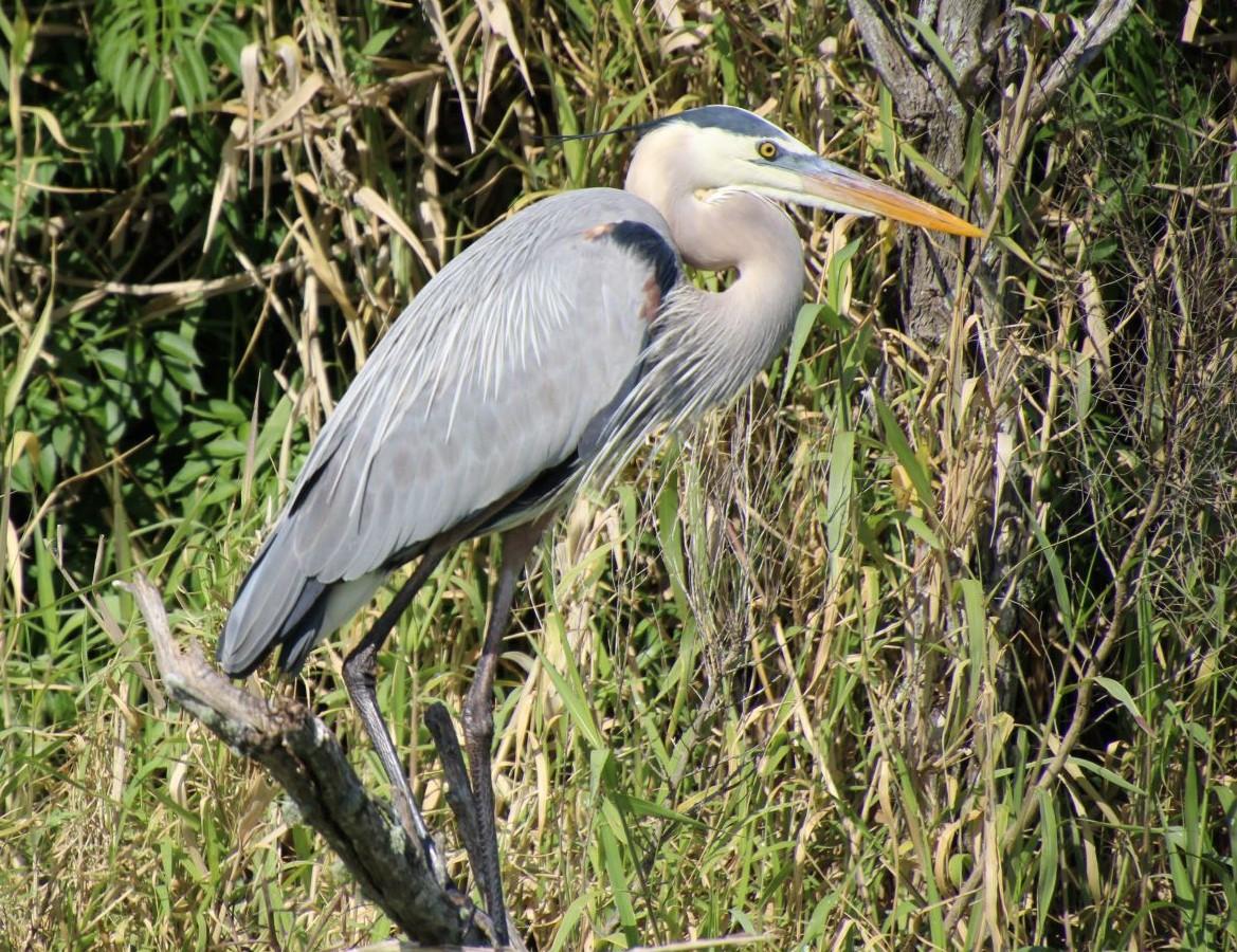 Competition entry: Observing