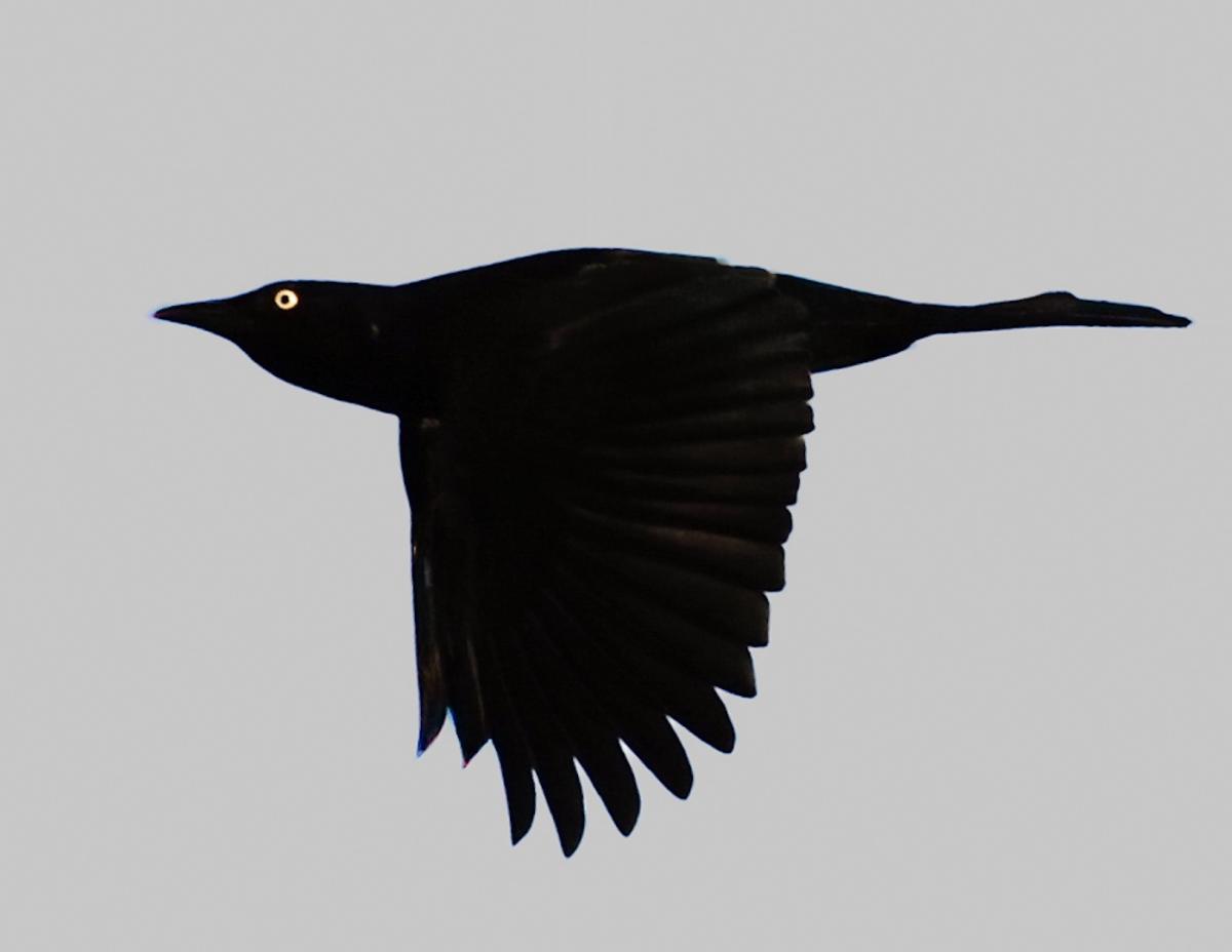 Competition entry: Silhouette of black bird