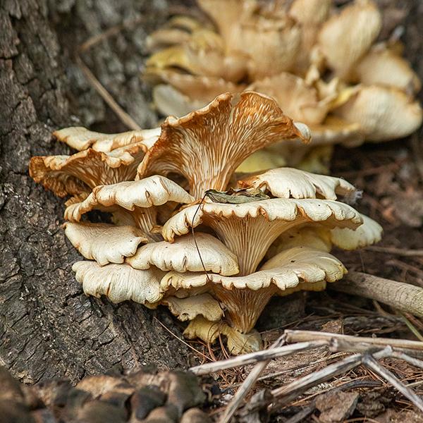 Competition entry: Big Oysters