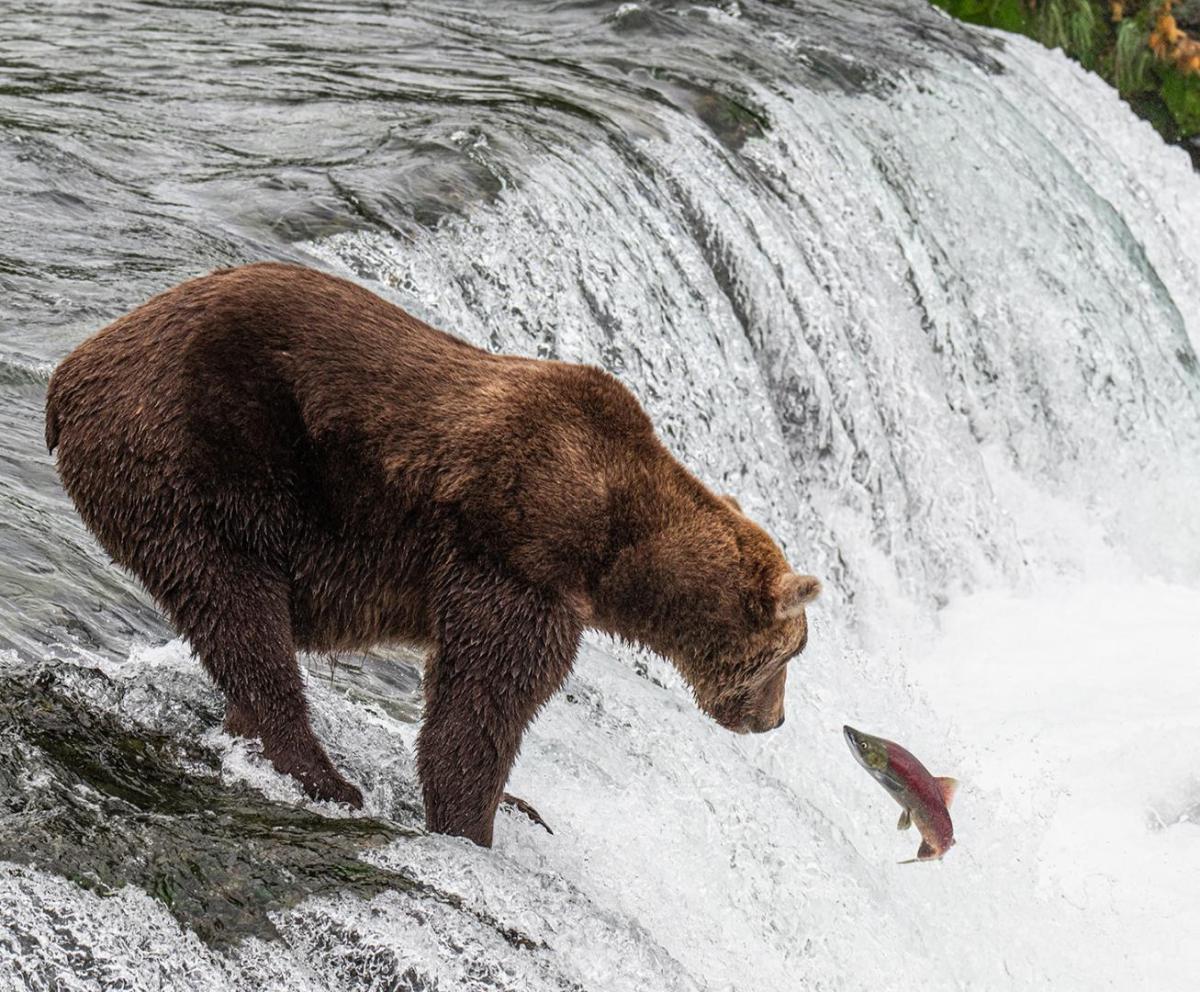 Competition entry: Does he catch it?