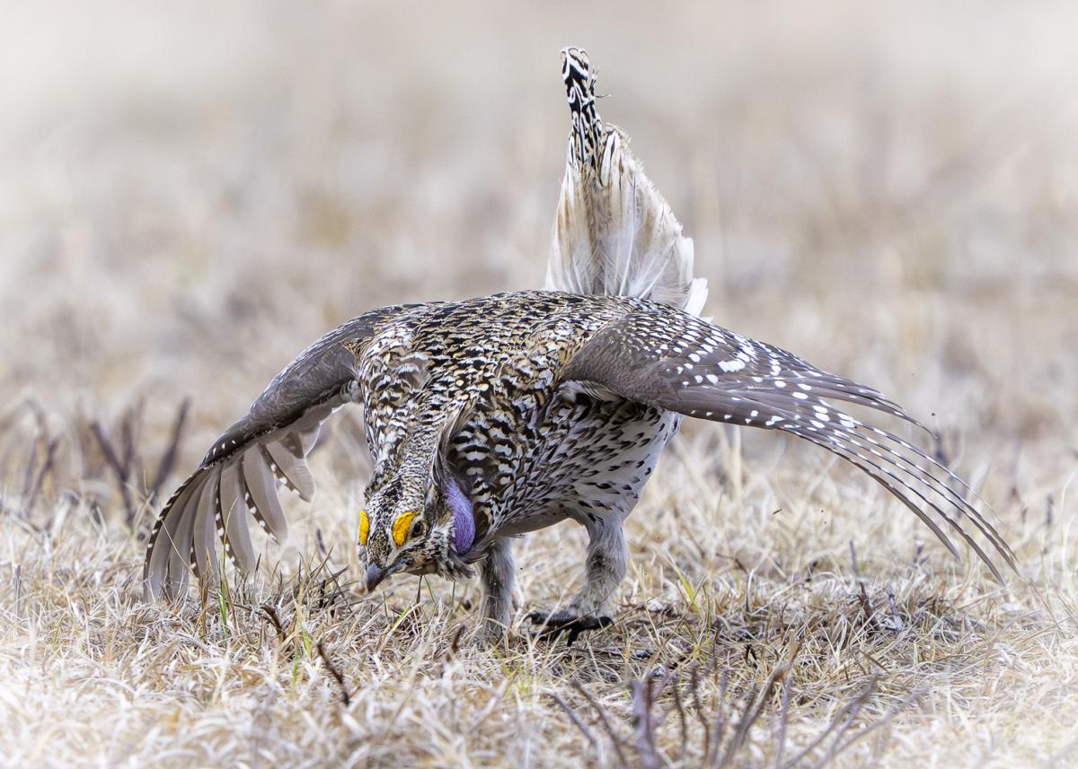 Sharp-tailed grouse male dispaying