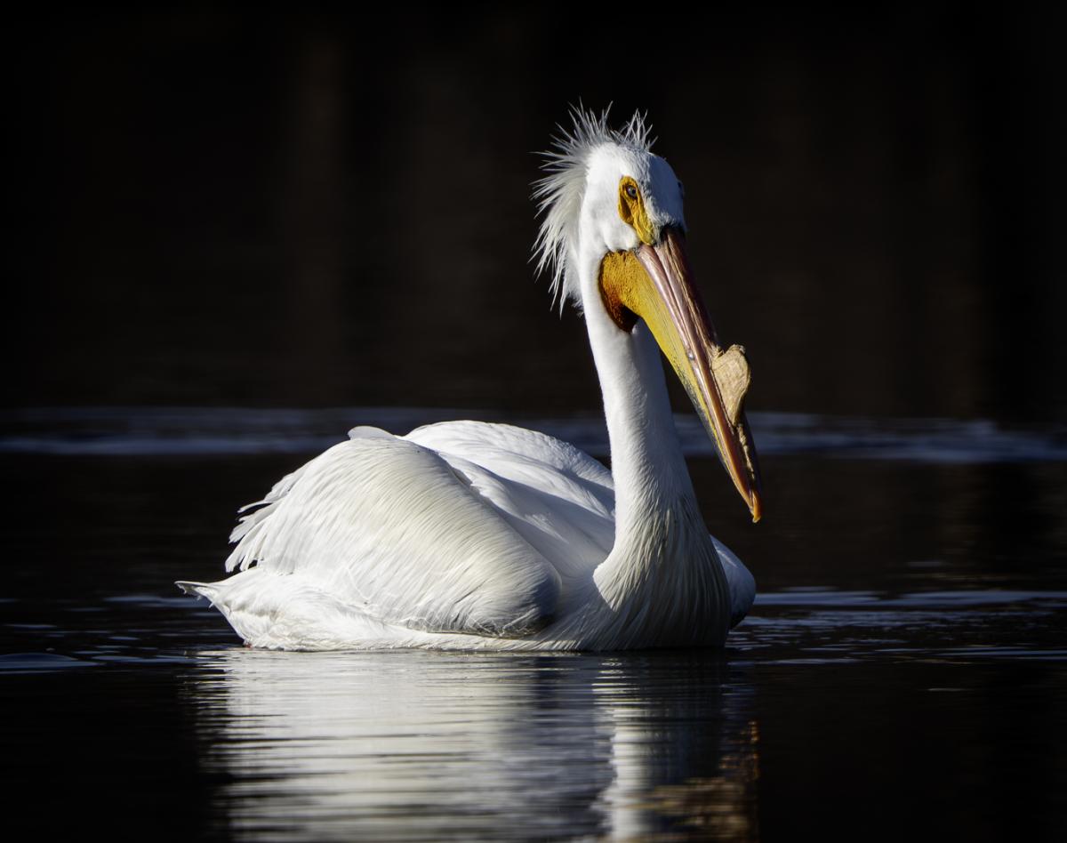 Competition entry: Low key early morning pelican