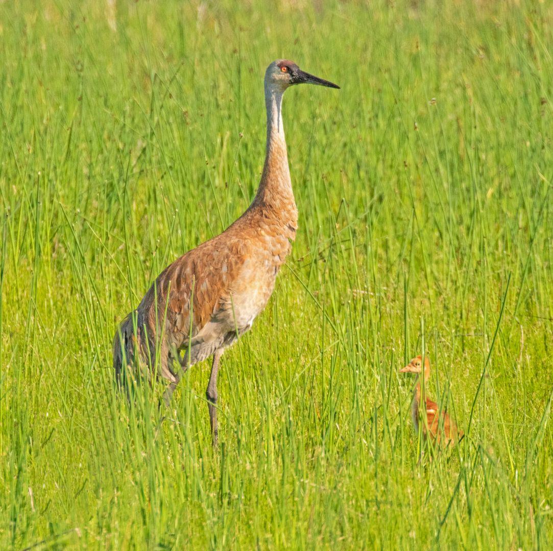 Competition entry: Sandhill Crane Mother And Her Chick
