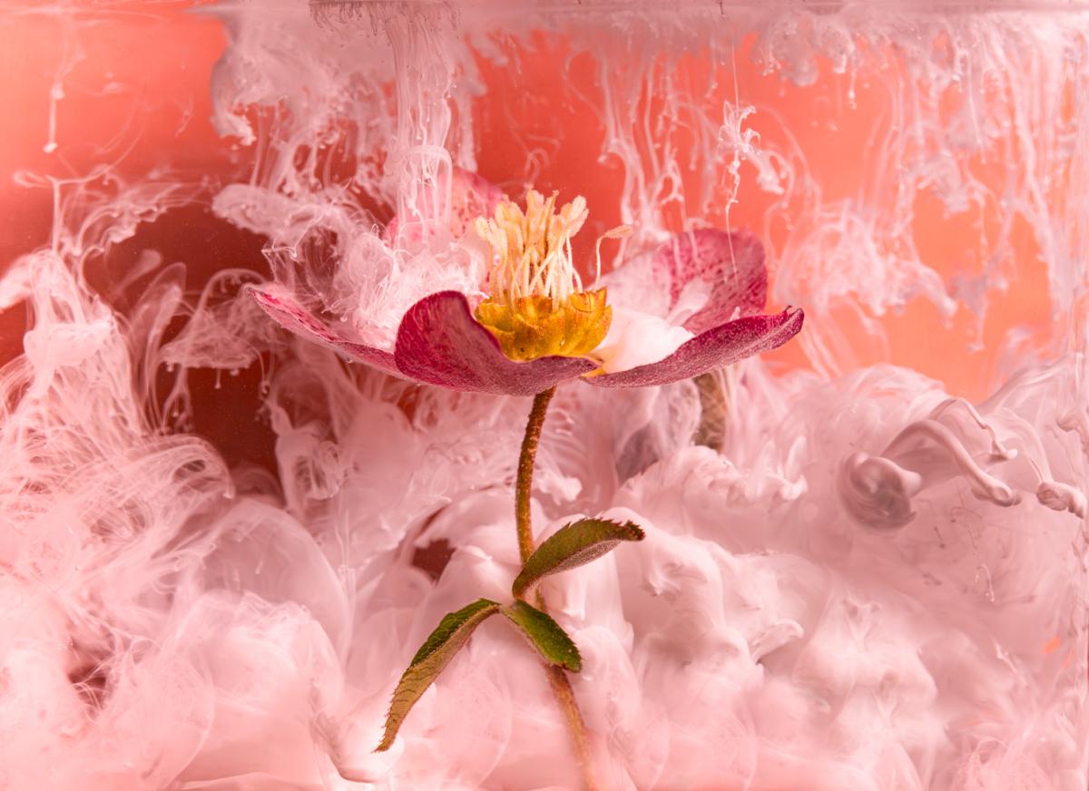 Competition entry: Submerged Flower and Ink