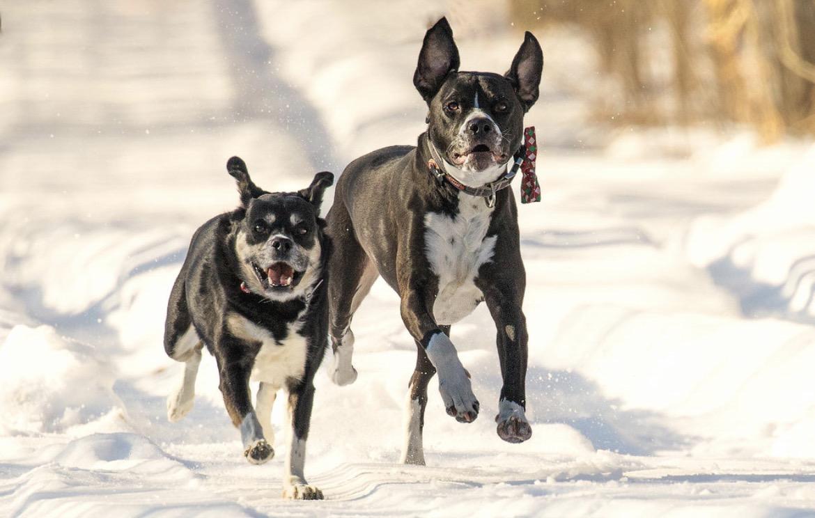 Competition entry: Best buddy’s 