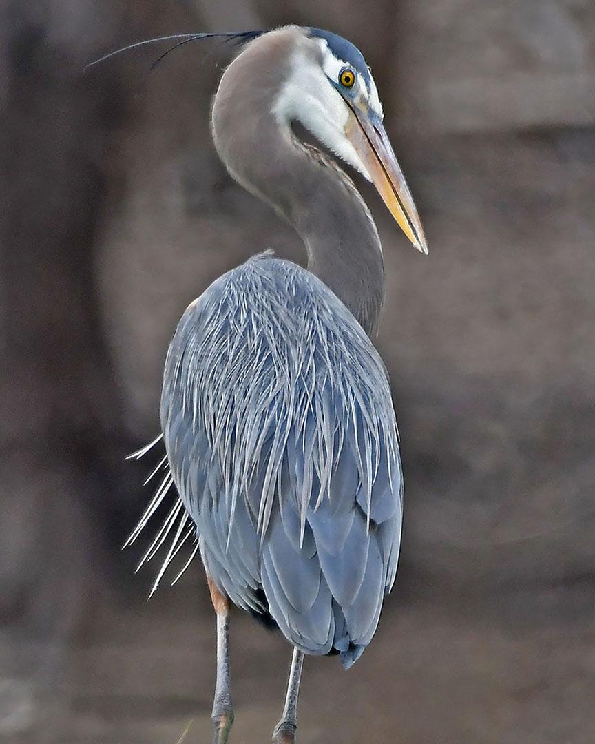 Competition entry: Great Blue Heron