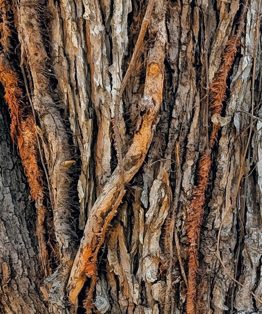 Competition entry: One Tree...Many Textures & Patterns