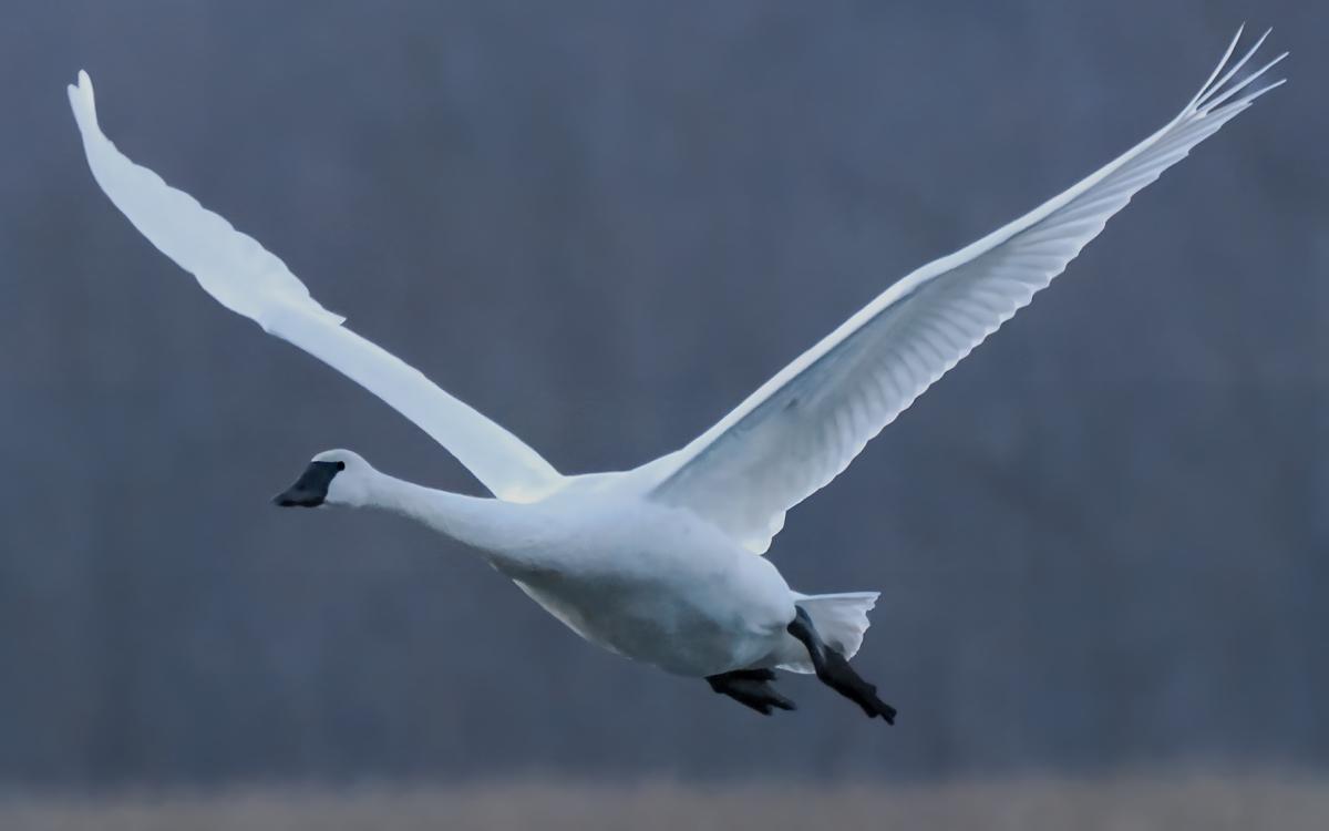 Competition entry: Flying Swan