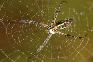 Competition entry: Got 'em