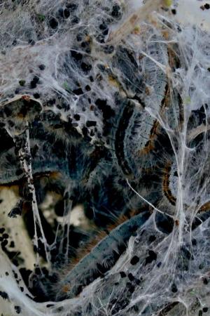 Competition entry: Creepy Crawlly Home