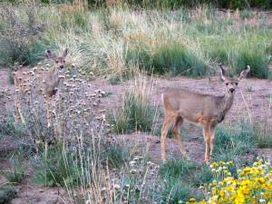 Competition entry: look closely