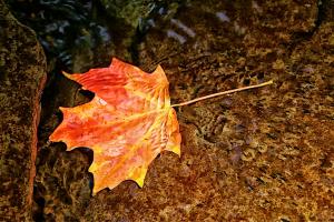 Competition entry: Maple Streaming