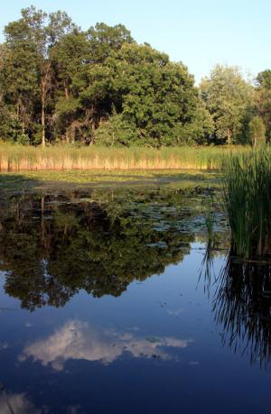 Competition entry: Fall Reflection