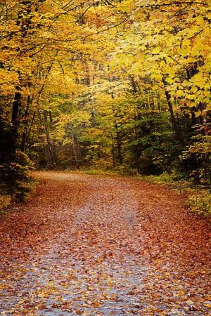 Competition entry: Northwoods Backroad